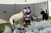 Two dogs play in a yard filled with white foam. A white dog with black spots and a red collar stands beside a black dog wearing a blue collar. They are on green artificial turf next to a purple, animal‑shaped play structure with large ears and a circular tunnel opening. A tall white fence surrounds the area, and part of the space is shaded by a canopy. The scene looks lively and playful as the dogs explore the foam.