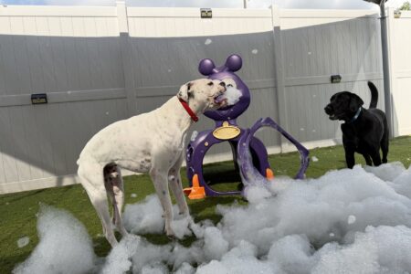 Two dogs play in a yard filled with white foam. A white dog with black spots and a red collar stands beside a black dog wearing a blue collar. They are on green artificial turf next to a purple, animal‑shaped play structure with large ears and a circular tunnel opening. A tall white fence surrounds the area, and part of the space is shaded by a canopy. The scene looks lively and playful as the dogs explore the foam.