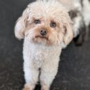 Charlie the toy poodle looks up at the camera with his puppy dog eyes to ask for extra snuggle time at dog daycare with Dogtopia of Blackhakw!