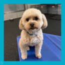Archie stands on top of the play equipment to give a little smile! He loves dog daycare with Dogtopia of Blackhawk!