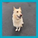 Koda B gives a friendly tilt of his head while smiling up at the camera!