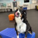 Scout shows off his silly side during dog daycare with Dogtopia of Blackhawk by posing on the play equipment and sticking his tongue out!