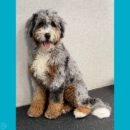 Scooter leans against his playroom wall and gives a big smile at the camera! He loves dog daycare with Dogtopia of Blackhawk!