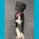 Hank holds hands with his Coach while giving a big grin up to the camera! He loves dog daycare with Dogtopia of Blackhawk!