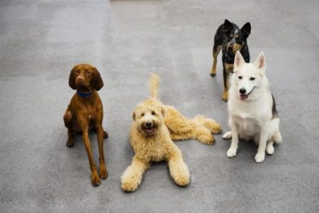 Dogs enjoying their day at dog daycare