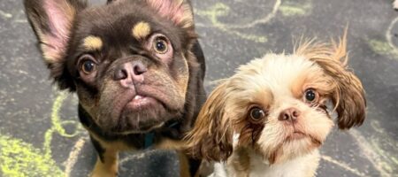 dog daycare near Disney and Universal Orlando