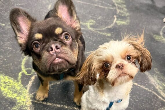 dog daycare near Disney and Universal Orlando