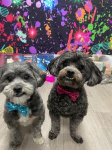 two-dog-at-dogtopia-with-bowtie