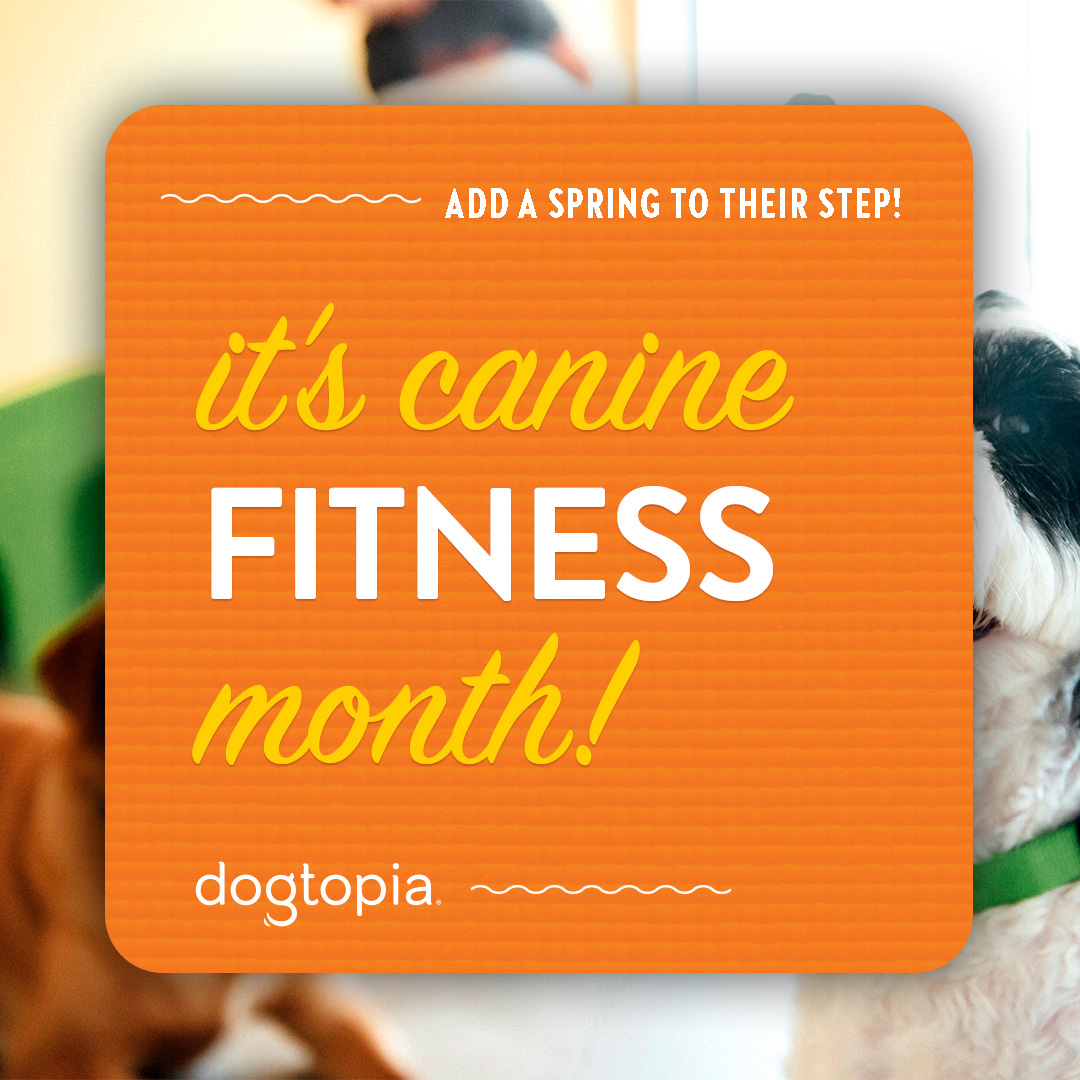 canine-fitness-month-downtown-evanston