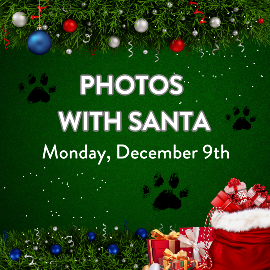 December Photo Party Downtown Evanston december-photo-party-downtown-evanston