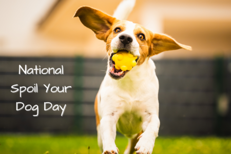 National Spoil Your Dog Day