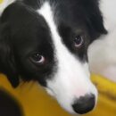 Chilli, Dog of the Week