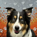 Winslow, Dog of the Week