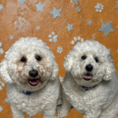 Cubbie & Coco, Dogs of the Week
