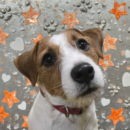 Farrah, Dog of the Week