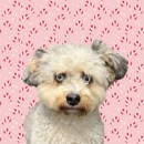 Macy, Dog of the Week