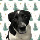 Piper, Dog of the Week