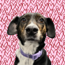 Lacey, Dog of the Week