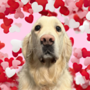 Woof, Dog of the Week