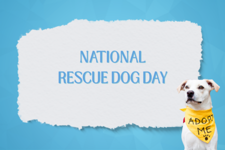 National Rescue Dog Day, 2026