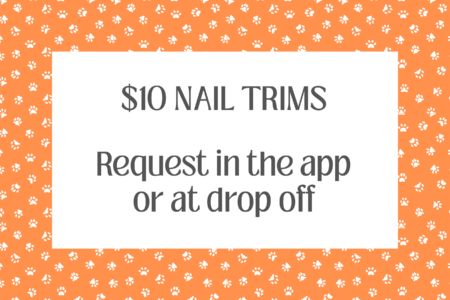 $10 Nail Trim Special