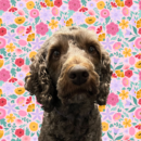 Penny, Dog of the Week