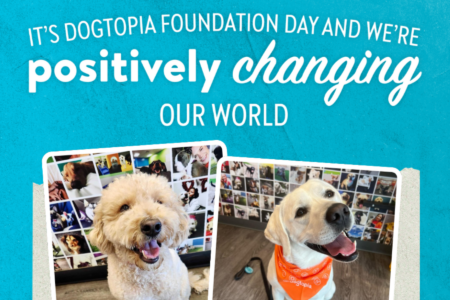 Dogtopia Foundation, 9th Anniversary