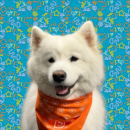 Astrid, Dog of the Week