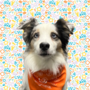 Merlin, Australian Shepherd, Dog of the Week