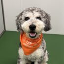 Gus, Doodle, Dog of the Week