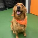 Maya, Golden Retriever, Dog of the Week