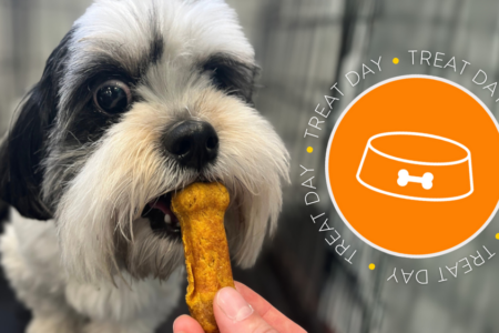 Peanut butter/honey treat for dogs