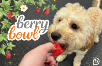 berry yogurt treat for dogs