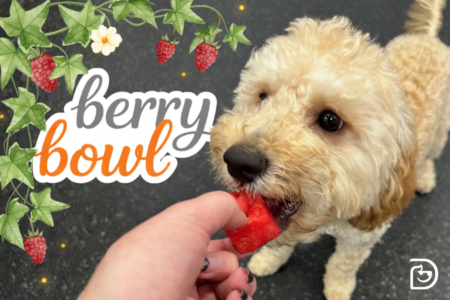 berry yogurt treat for dogs