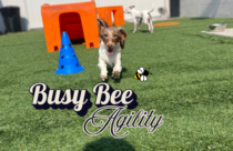 Dog agility