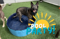 Dog pool party