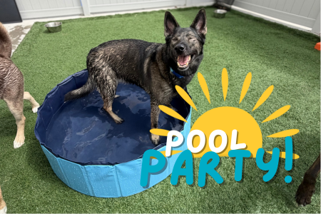 Dog pool party