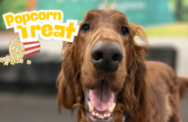 popcorn treat for dogs