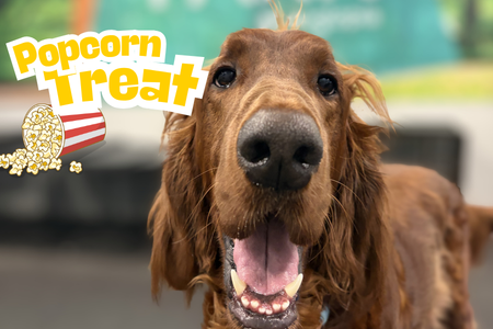 popcorn treat for dogs