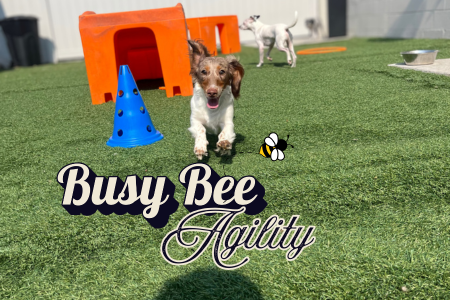 Dog agility