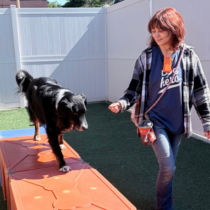 dog care job