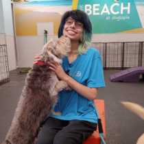 Dogtopia canine coach job