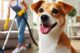 dog spring cleaning