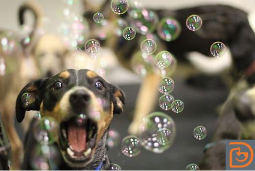 Party Animals Girl Bubble