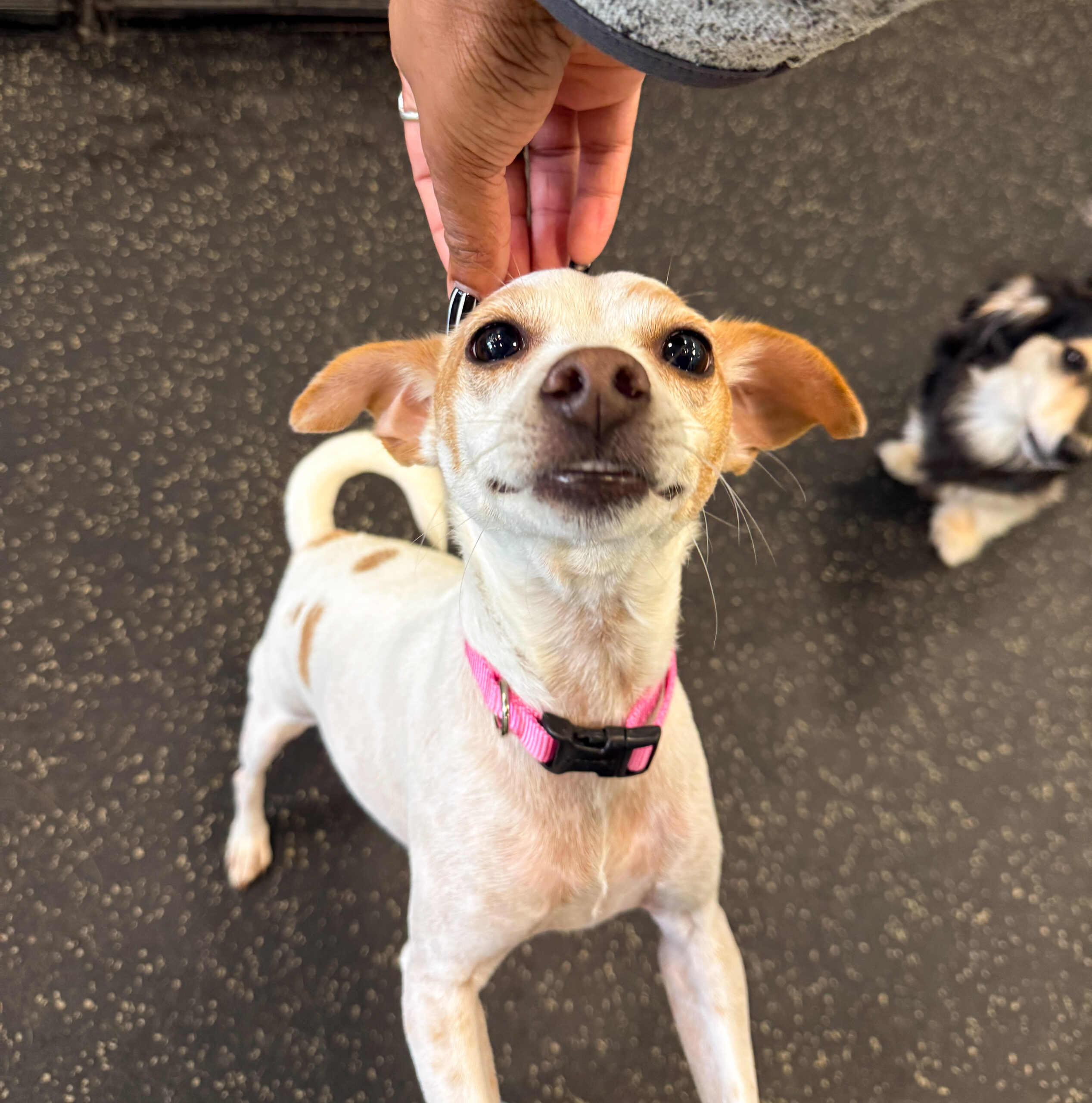 Happy Dog