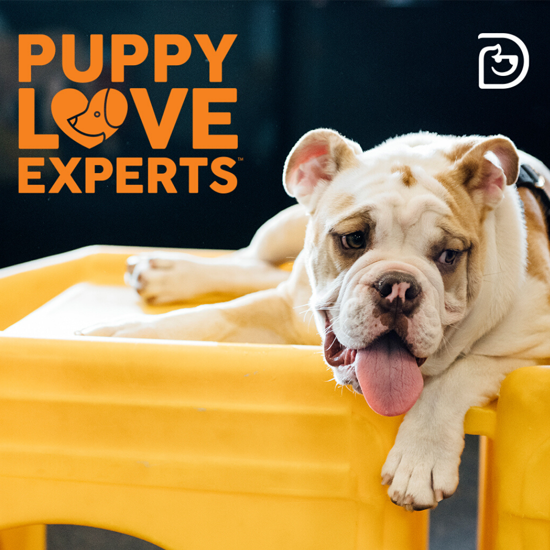 Puppy Play Group Norwalk