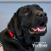 Dogtopia of Old Bridge - Service Dog - Mac