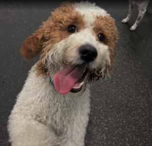 Dogtopia of Old Bridge