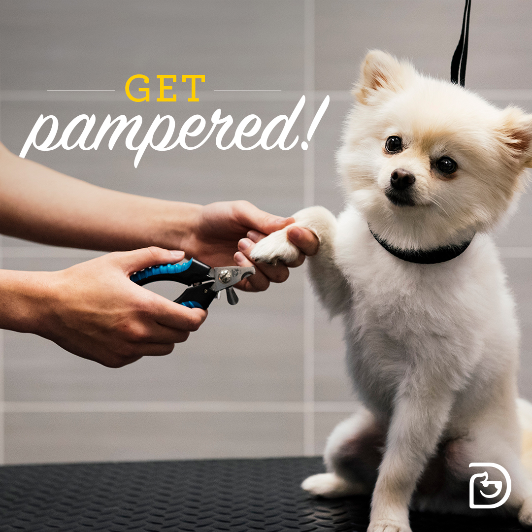 PROFESSIONAL GROOMING NOW AVAILABLE! Greensburg