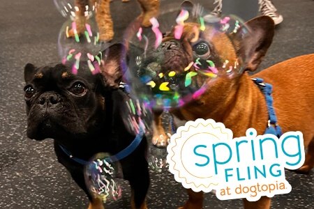 two french bulldogs, one red one black playing with bubbles. There is a graphic with a sun that says "SPring fling at Dogtopia"